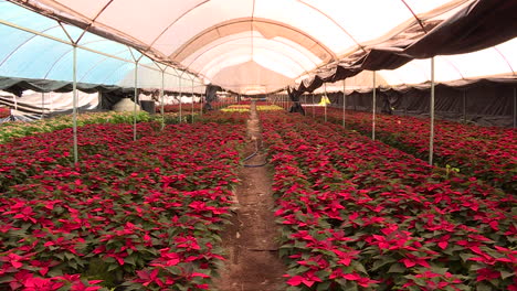 plano amplio dentro de un invernadero de plantas navideñas, nochebuena, possentia