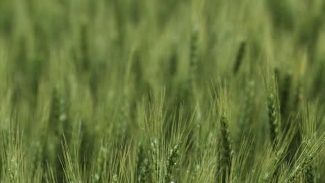 wheat field, landscape, kansas, background, grass, green, farm, farming, farmer, grow, growing, harvest, seed, plant, planting