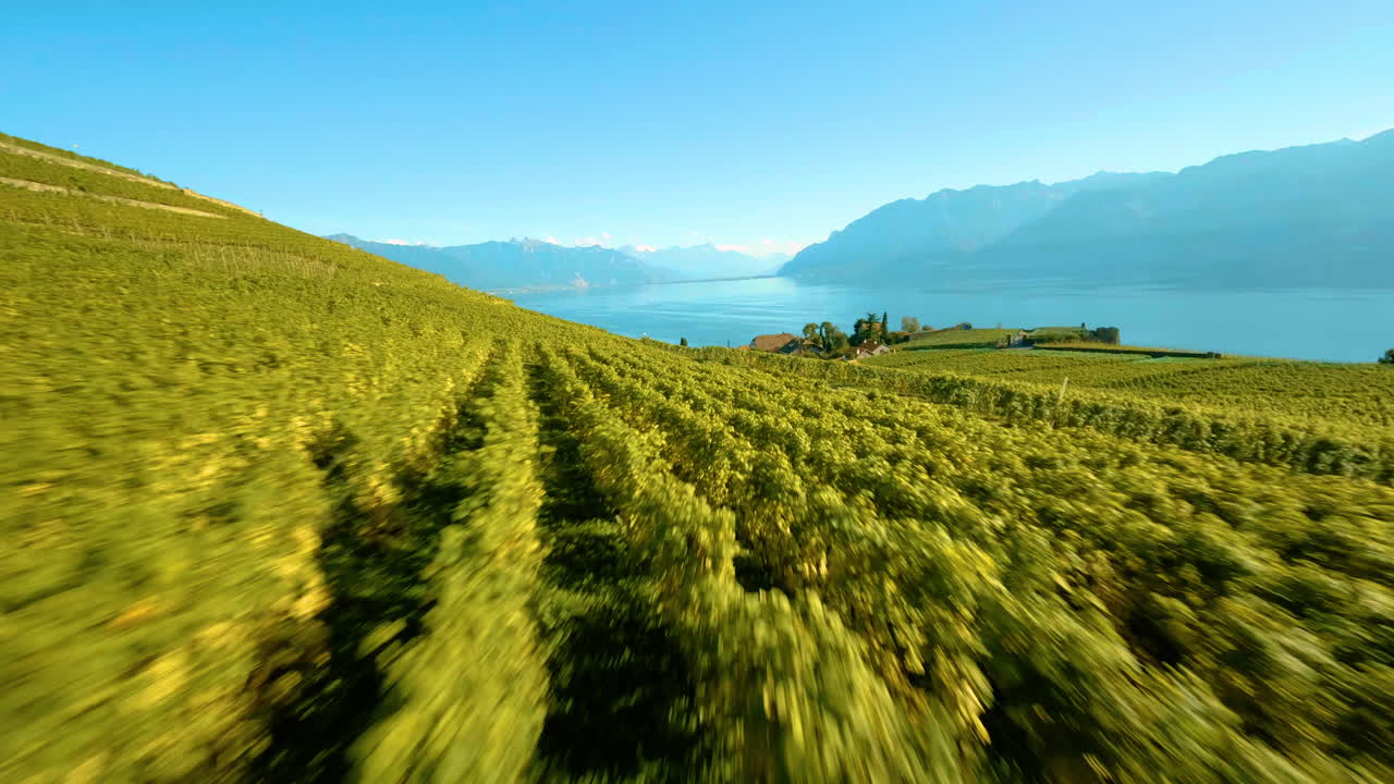 volando sobre vides en el viñedo hacia saint saphorin cerca de chexbres en lavaux, suiza con la ciudad de vevey en la distancia