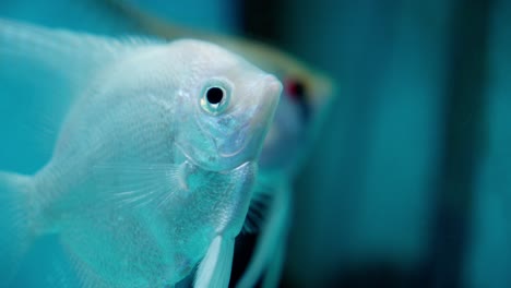 beautiful white angelfish, freshwater cichlid, popular species for aquariums