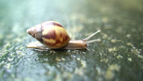 un caracol se arrastra lentamente