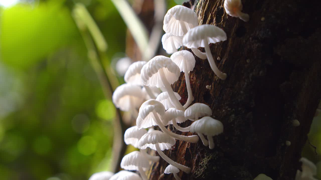 Tiny white Delicatula fungi flourish on damp tree bark, thriving in Peru’s lush Amazon jungle.