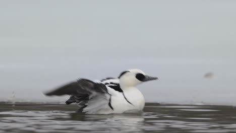 male smew duck rises, flaps wings, settles back onto water surface, slow motion