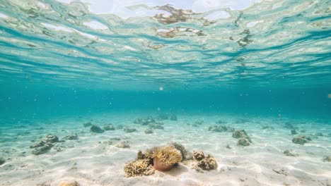 a tranquil underwater scene showcasing coral reef and sandy ocean floor, illuminated by sunlight filtering through the calm surface waters, creating a paradise for marine life