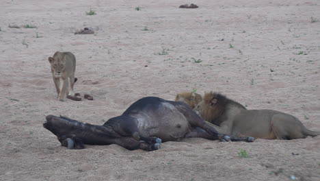 lionness walks to join male lions feedin on carcass of water buffalo in sandy landscape