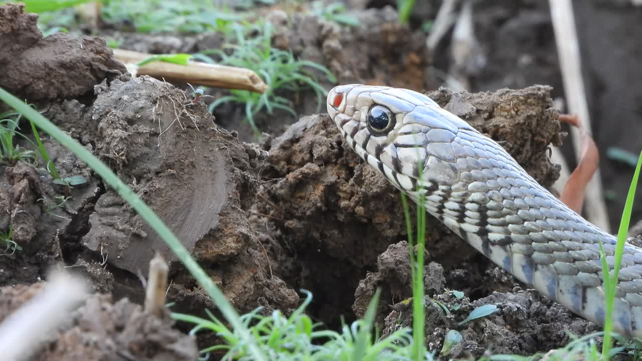 Beautiful Rat Snake eyes - pond - hunt 