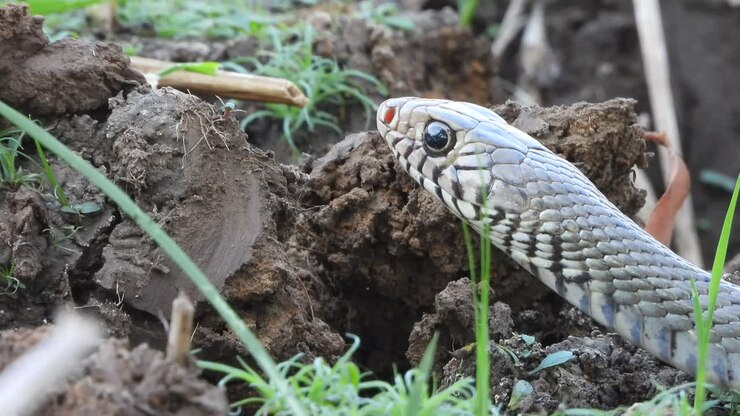Beautiful Rat Snake eyes - pond - hunt