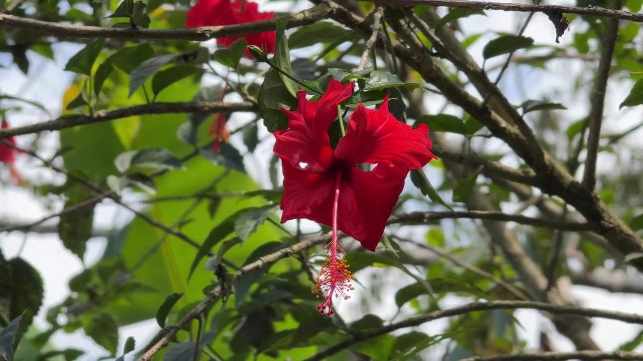 Un fiore di ibisco rosso vibrante che fiorisce in un giardino