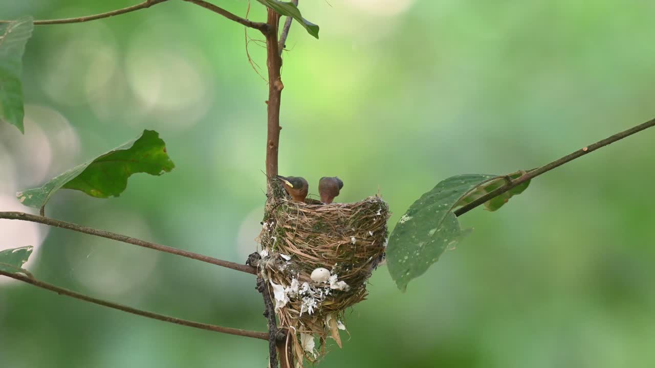 Black-naped Monarch, Hypothymis azurea, Kaeng Krachan National Park, Thailand