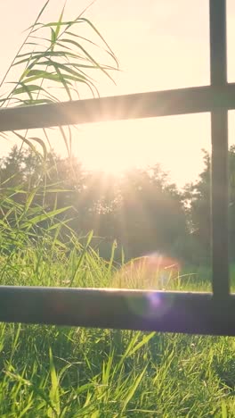 golden hour meadow through fence