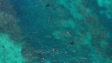 Six-mantarays-swimming-against-current-in-shallow-tropical-water-of-Fiji,-aerial