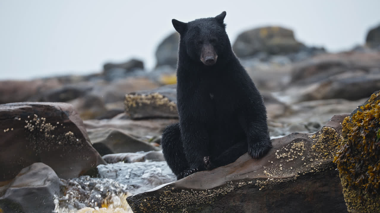Mustakarhu metsästää lohikalaa kivisessä, virtaavassa joessa Vancouverinsaarella, Brittiläisessä Kolumbiassa, Kanadassa. Staattinen kuva.