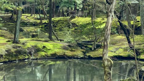 jardín de musgo y lago tranquilo en el templo de saihoji kokedera en kioto, japón