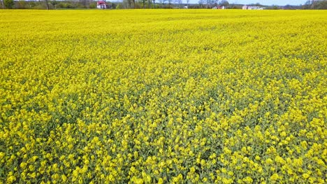 Aerial-Shot-Of-Yellow-Canola-Fields