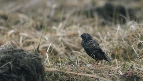 Common-starling-looking-for-food-in-grass-and-taking-bath-in-water-puddle