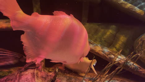 pez rojo gigante nadando en un tanque submarino