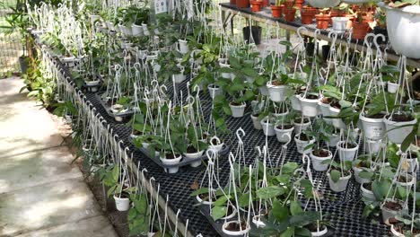 green plant in a white pot hanging