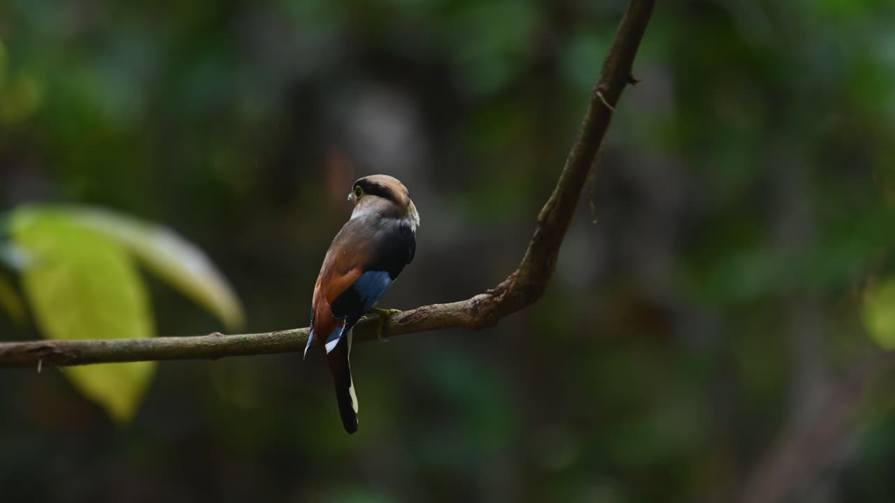 Seen from its back perched on a vine within the forest and then flies away, Silver-breasted Broadbill, Serilophus lunatus, Kaeng Krachan National Park, Thailand