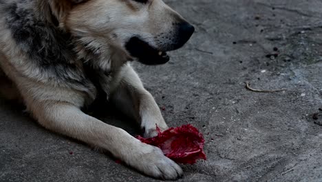 un perro comiendo huesos crudos y sangrientos.