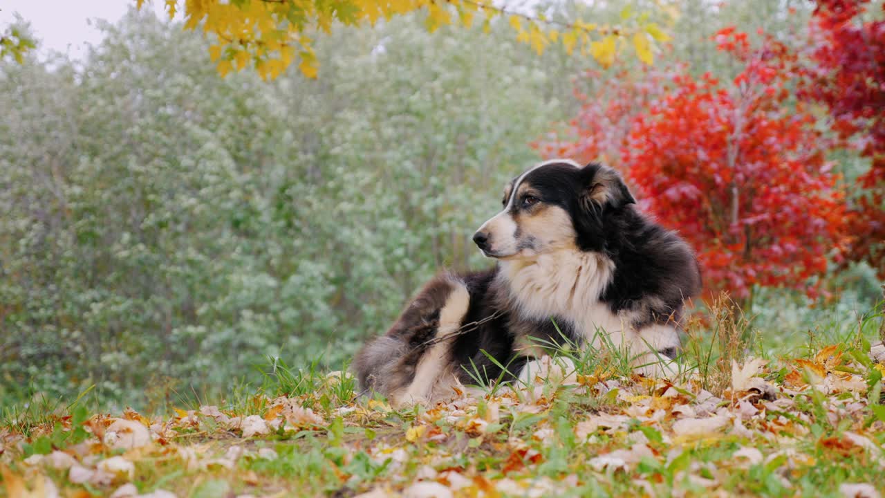마당 에 누워 있는 오스트레일리아 목자 개