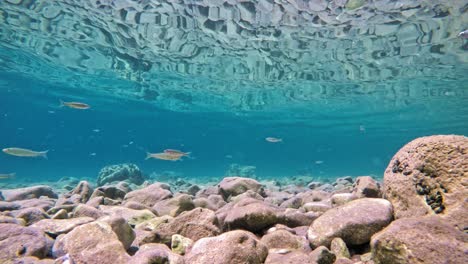 peces que nadan lentamente en aguas muy claras, transparentes y poco profundas