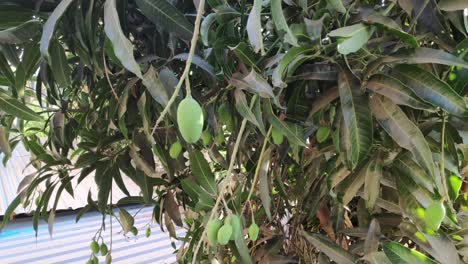 mango are getting ready for the season