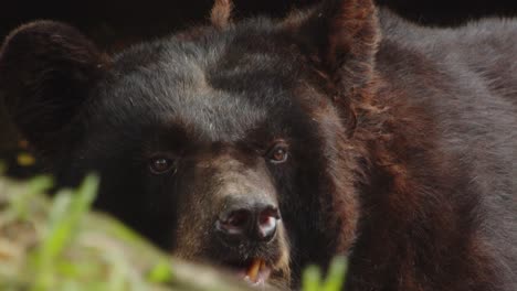 american black bear lying and resting on ground, close up slow motion