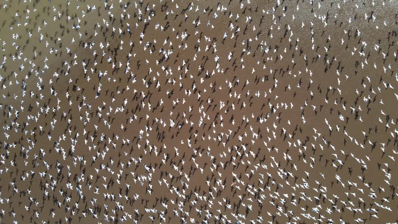 sentimiento liberador bandada de pájaros murmuración en el río amazonas, sudamérica