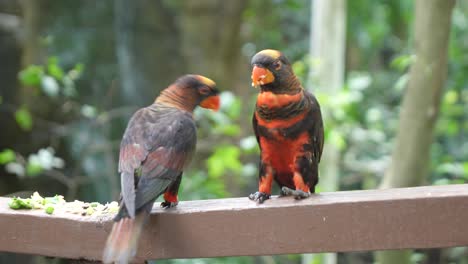 two brown lories perched and moving in outdoor aviary enclosure