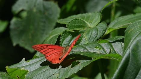 Perched-on-a-leaft-and-then-flies-away