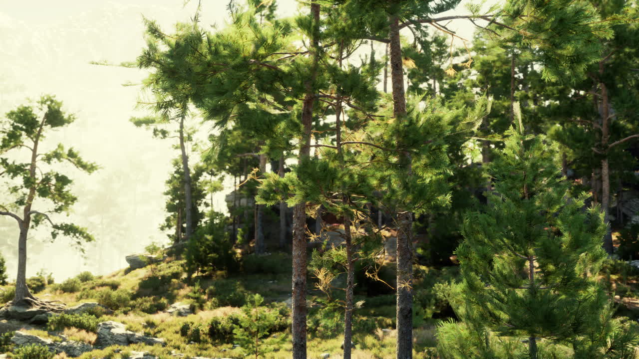 Majestic Pine Forest on a Misty Mountain