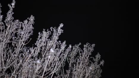 frozen tree branches with hoarfrost under snowfall against black background