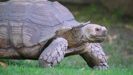 a large turtle walks across the lawn and eats grass. animals. high quality 4k footage