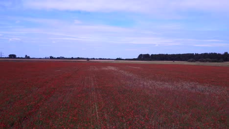 increíble vista aérea de arriba vuelo poppyfield rojo área rural prado de verano