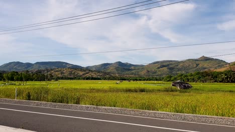 Traveling-pass-vibrant-green-and-yellow-rice-paddies-in-rural-remote-farming-countryside-on-tropical-island-of-Timor-Leste,-Southeast-Asia