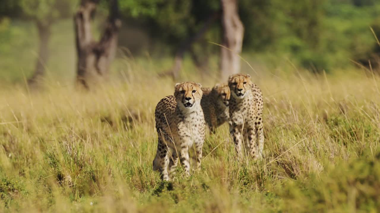 Cheetah Family Walking in Long Savanna Grass in Masai Mara, Kenya, Africa, African Wildlife Safari Animals in Maasai Mara, Close Up Beautiful Animal in Savannah Grasses Landscape Scenery Scene