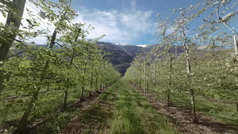 Drohnen-FPV-Flug-Zwischen-Apfelbaumreihen-Im-Frühling