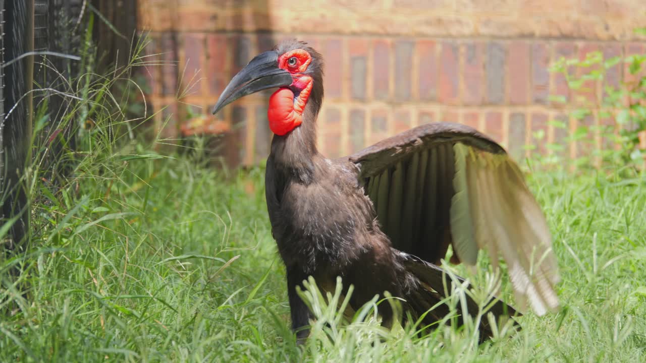 Southern Ground Hornbill walking in the grass, close-up, Pretoria, South Africa