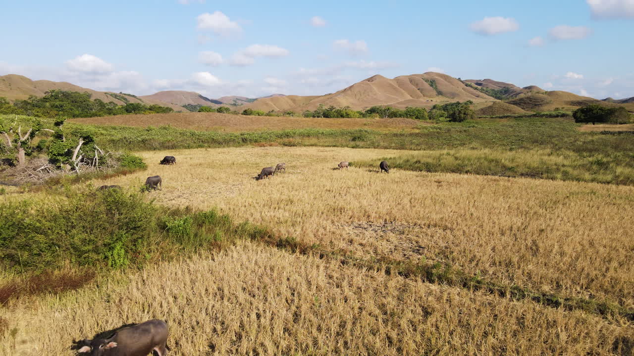 Aerial View Of Domestic Buffalo Grazing In The Field