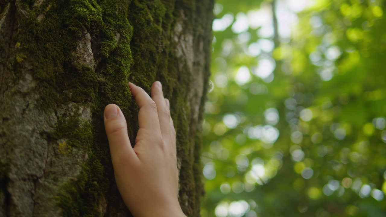 Touching a tree on sunny day in the park close up macro. Woman in the forest friendly hugs a tree. Calm meditation