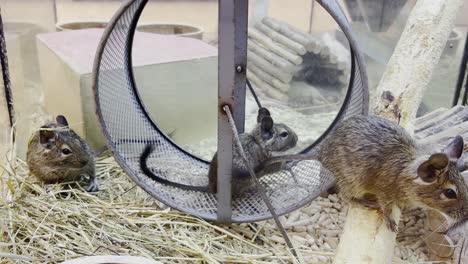 two rats sit in a cage with a running wheel rodent 4k 2025 08 05 00 13 57 utc.mov | active, adorable, amusing, animal