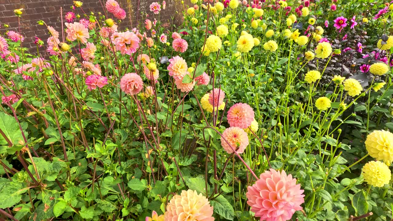 A gentle camera pan reveals vibrant pompon ball dahlias and decorative flowers in a lush botanical garden under soft natural daylight