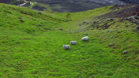 grazing sheep on the mountain distracted by approaching drone in iceland