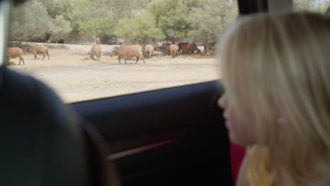 girl watching cows from a car window