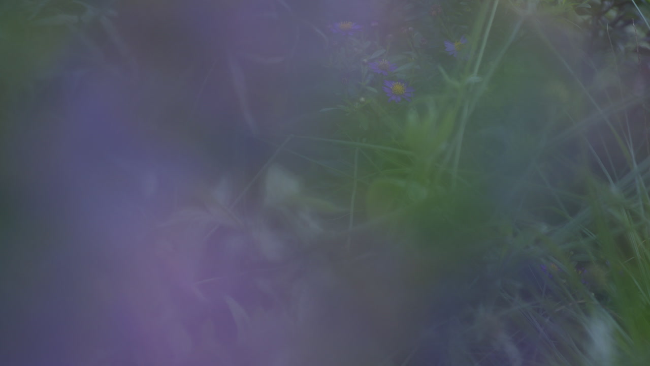 fotografía artística de ensueño de la planta de aster amellus en flor, flores púrpuras borrosas en un prado