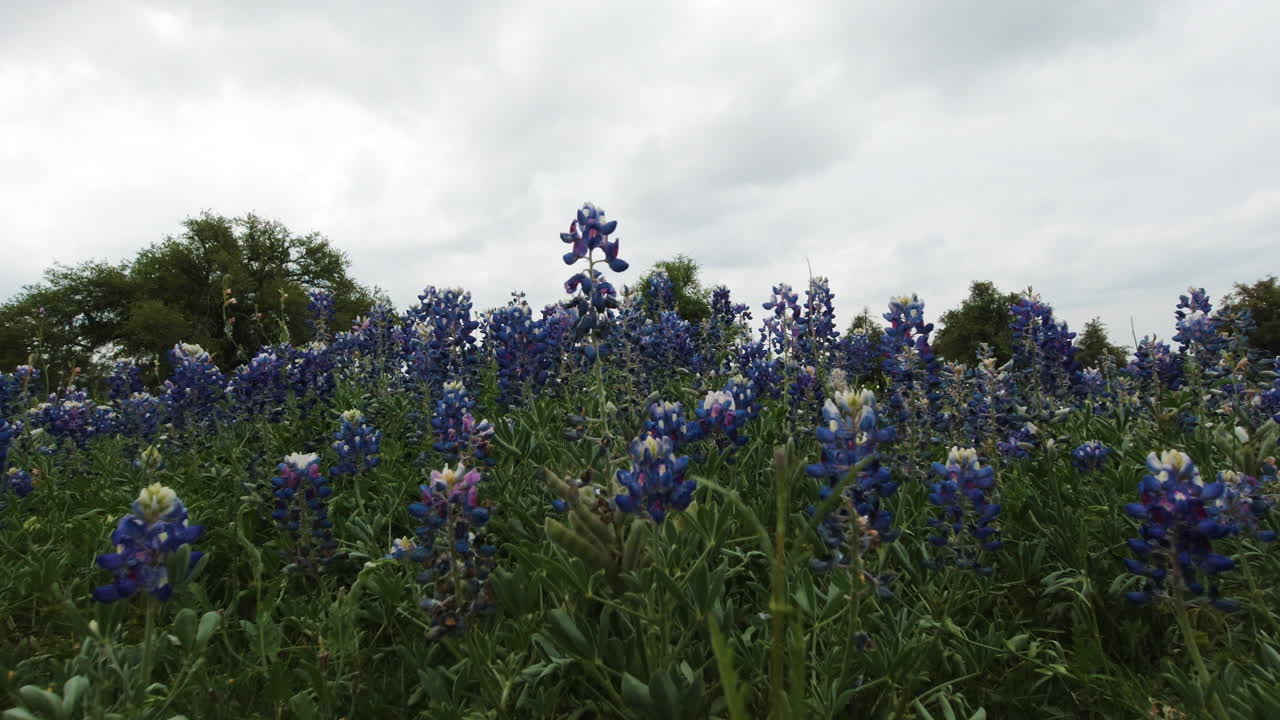 un campo de bluebonnets en el país de las colinas de texas, el deslizador se mueve de izquierda a derecha