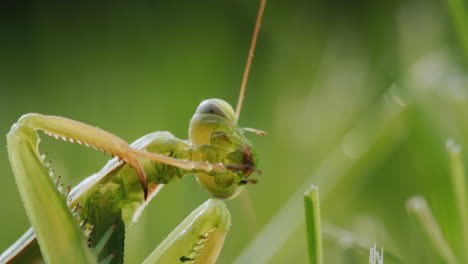 Primer-Plano-De-Una-Mantis-Religiosa,-Un-Insecto-Depredador.-Limpia-Sus-Patas