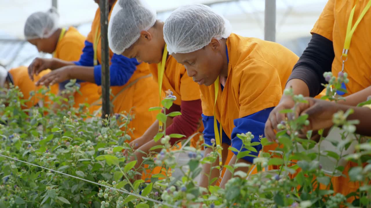 블루베리 농장 4k에서 블루베리를 따는 노동자들