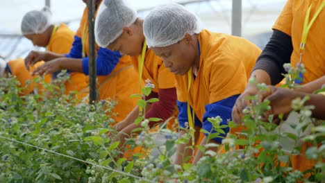 trabajadores recogiendo arándanos en la granja de arándanos 4k