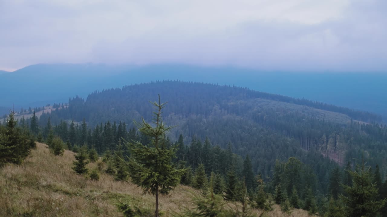 Beautiful view on mountains at sunrise. Spruce forest on the top of mountains in summer in fog in the morning. Nature in summer.